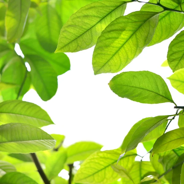 Green leaves frame — Stock Photo, Image