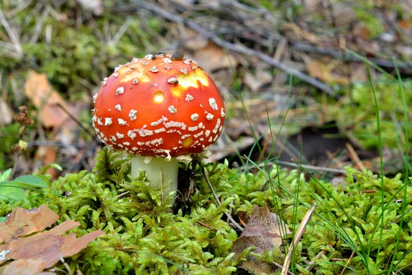 Cogumelo agárico. toadstool na floresta — Fotografia de Stock