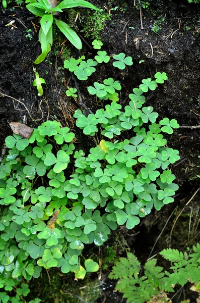 Forest plants close-up — Stock Photo, Image