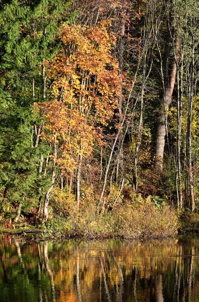 Řeka a lesní scéna reflexe podzim — Stock fotografie
