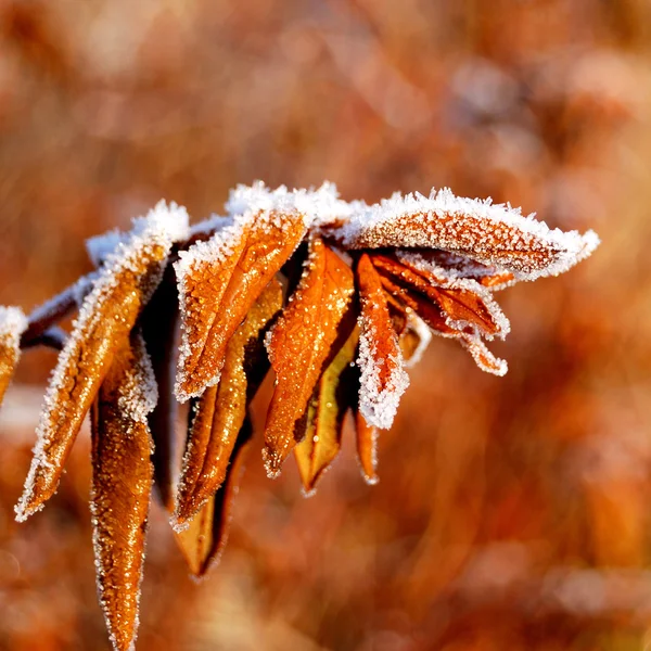 Herfst bladeren met hoar vorst — Stockfoto