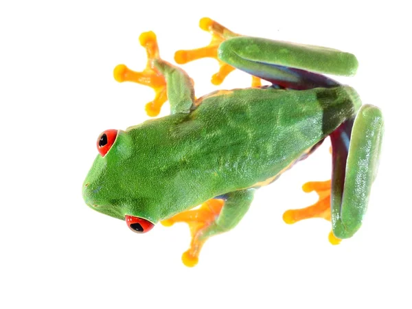 Kırmızı göz, üzerinde beyaz izole callidryas amfibi ağaç kurbağası — Stok fotoğraf