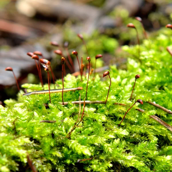 Verde musgo close-up na floresta — Fotografia de Stock