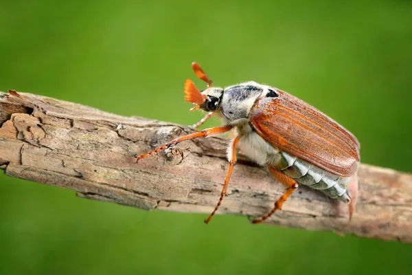 Cockchafer または 5 月自然環境のバグ (Melolontha melolontha) — ストック写真