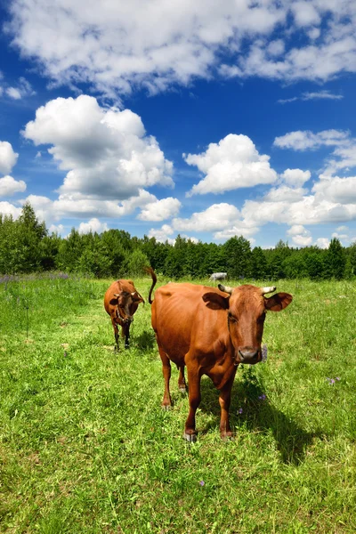 Two cows at the green against blue sky — Stock Photo, Image