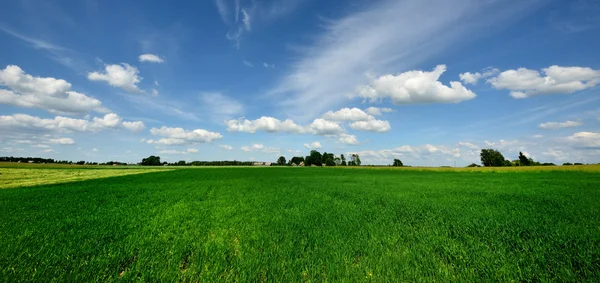 Paisaje rural clásico. Campo verde contra cielo azul Fotos de stock libres de derechos