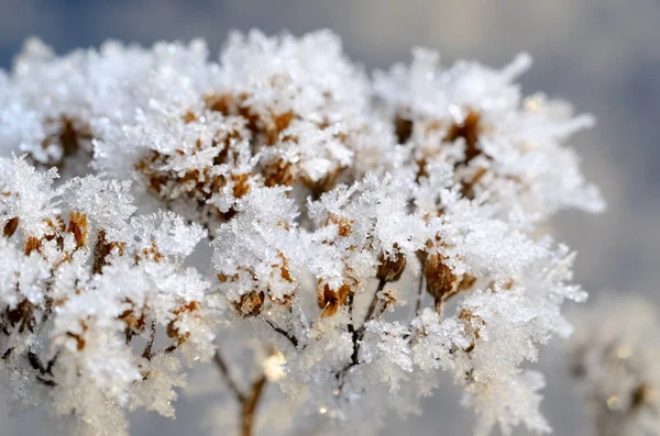 白霜对植物的冬季 图库照片