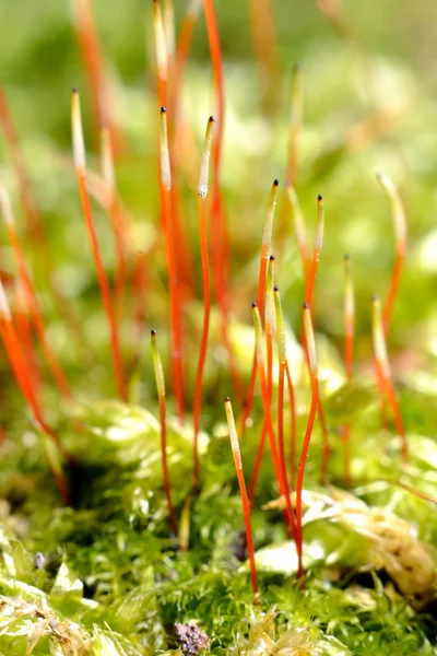 Close-up of a colorful moss with spores Stock Photo