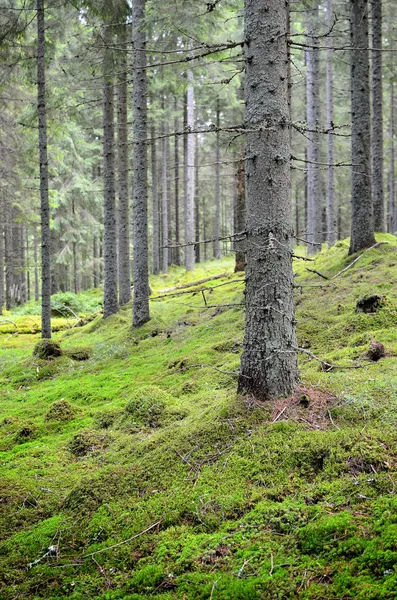Dark pine forest scene Stock Photo