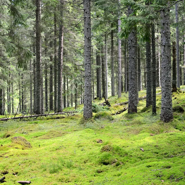 Dark pine forest scene Stock Picture