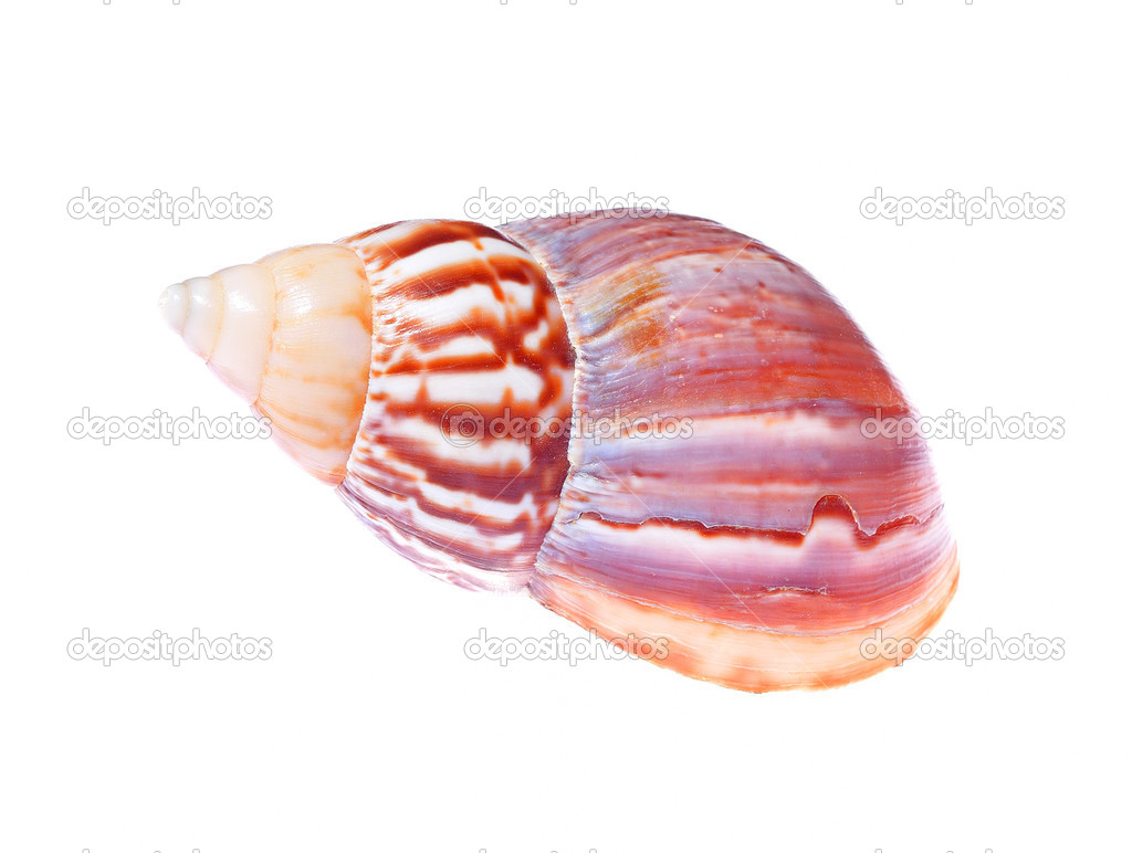 Sea mollusc colorfull shell isolated — Stock Photo © alex.stemmer 32820497