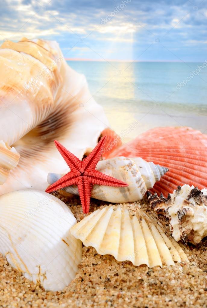 sea star and shells on the sandy beach