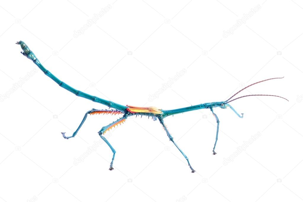 Madagascar stick insect Achrioptera fallax isolated