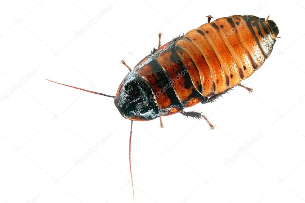 Madagascar hissing (Gromphadorhina portentosa) cockroach isolated