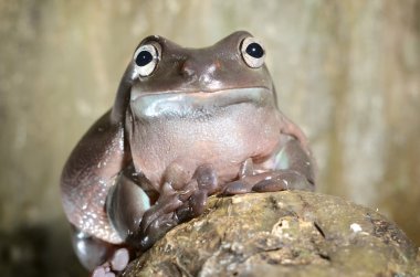 terrarium içinde renkli kurbağa