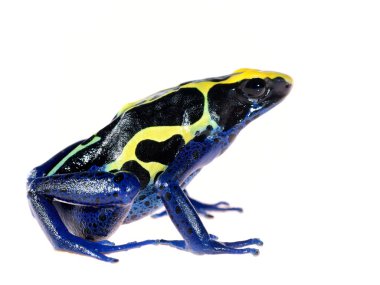 Mavi üzerine beyaz izole dart kurbağa dendrobates tinctorius boyama