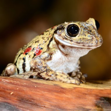 terrarium içinde renkli kurbağa