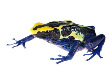 Mavi üzerine beyaz izole dart kurbağa dendrobates tinctorius boyama