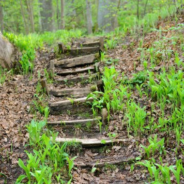 lépcső-erdő