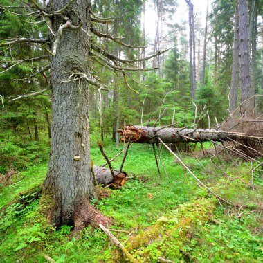 Karanlık çam ormanı sahnesi