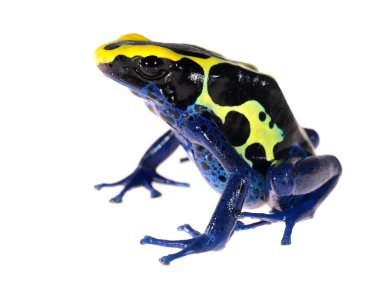 Mavi üzerine beyaz izole dart kurbağa dendrobates tinctorius boyama