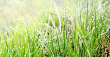 Taze yeşil çimenler ve su damlaları.