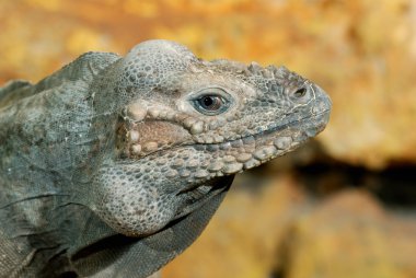iguana terrarium içinde oturan