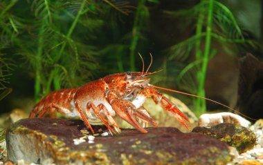 dar pençe kerevit astacus leptodactylus doğa