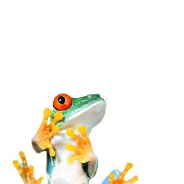 Red-eye frog sitting and looking at the copy space clipart