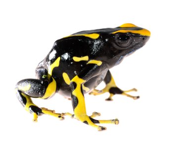 sarı boya üzerine beyaz izole kurbağa dendrobates tinctorius allanis dart