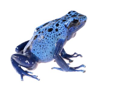 Mavi üzerine beyaz izole dart kurbağa dendrobates tinctorius gök mavisi boyama