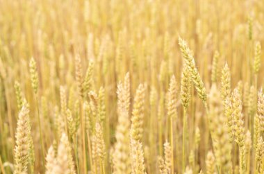 Buğday tarlası yakın plan