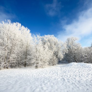 Hoar-frost ağaçları kış