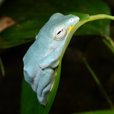 Colorful frog in terrarium clipart