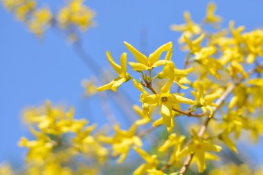 Baharda sarı çiçekler