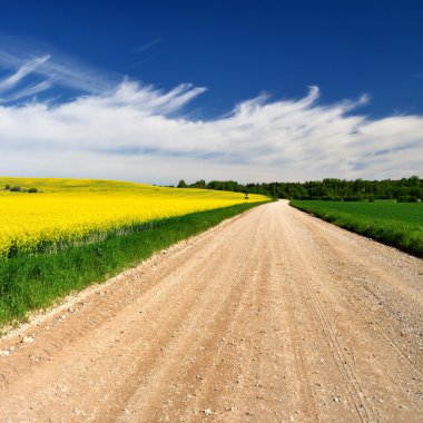 Letonya alan sarı kolza tohumu