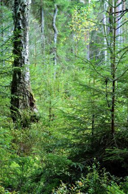 Karanlık çam ormanı sahnesi