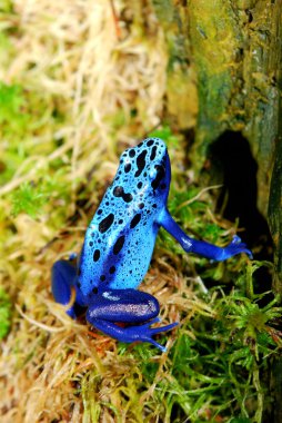 renkli mavi kurbağa dendrobates tinctorius