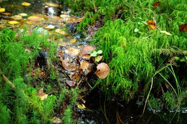 orman toprak yakın çekim