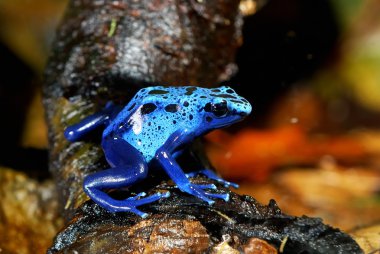 renkli mavi kurbağa dendrobates tinctorius