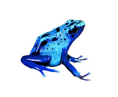 colorful blue frog Dendrobates tinctorius isolated clipart