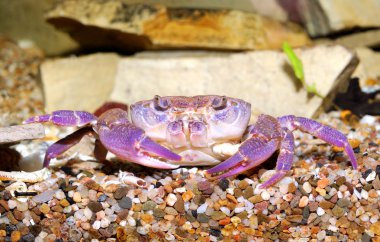 river crab Potamon sp. in aquariu. Purple morph clipart