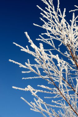 Hoar-frost ağaçları kış