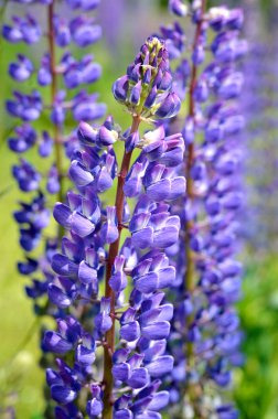 acı bakla çiçek yakın çekim
