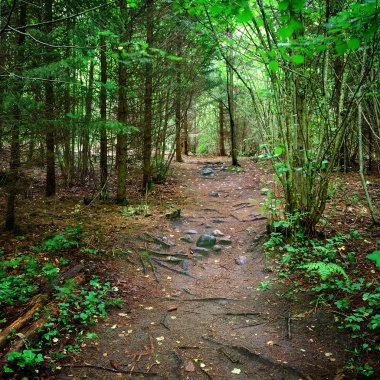 Karanlık Orman sahne