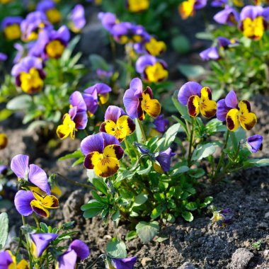 Bahar Heartsease çiçek (viyola tricolor)