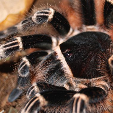 siyah tarantula