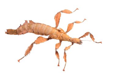 böcek sopa extatosoma tiaratum izole