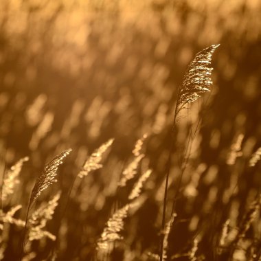 Phragmites plant at the sunrise