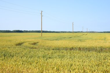 tarım manzara. buğday alan sahne